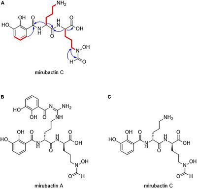 Mirubactin C rescues the lethal effect of cell wall biosynthesis mutations in Bacillus subtilis